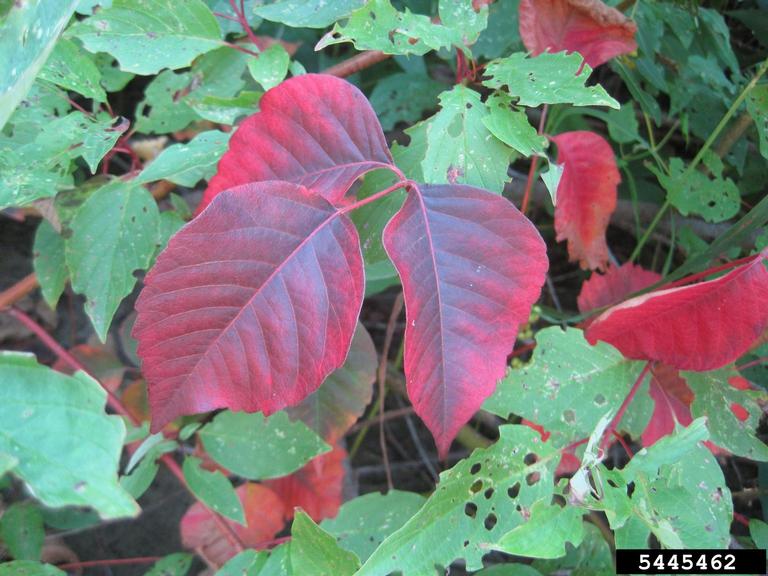 Poison ivy with red leaves.